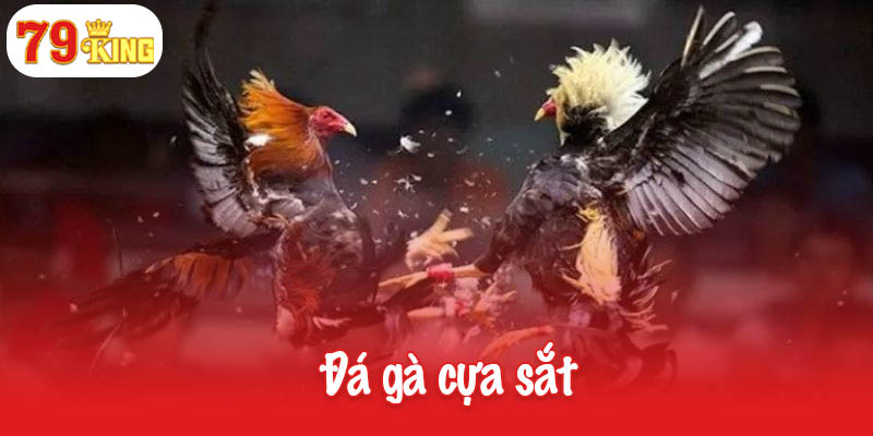 Đá gà cựa sắt - Môn giải trí đỉnh cao dành cho người đam mê 7 Đá gà cựa sắt