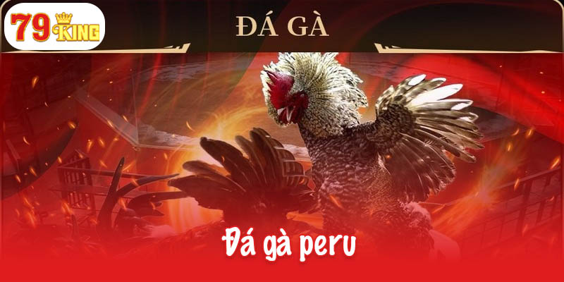 Đá gà peru - Sự lựa chọn hàng đầu của các dân chơi cá cược 5 Đá gà peru