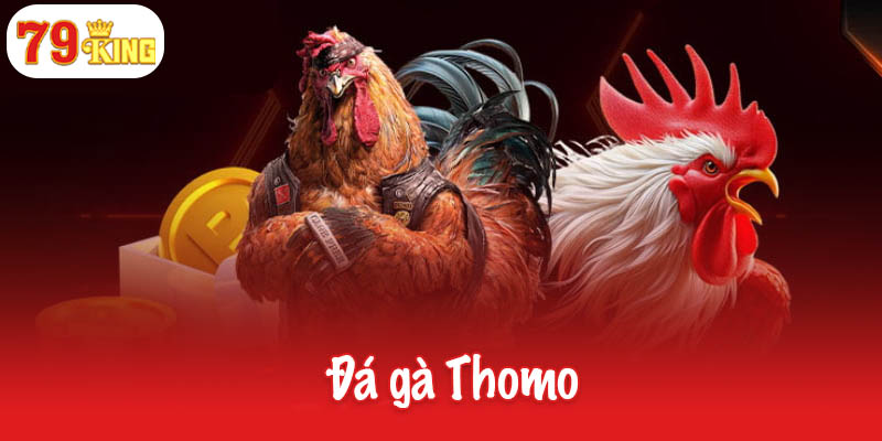 Đá gà Thomo – Nơi những chiến kê đỉnh cao tỏa sáng 8 Đá gà Thomo